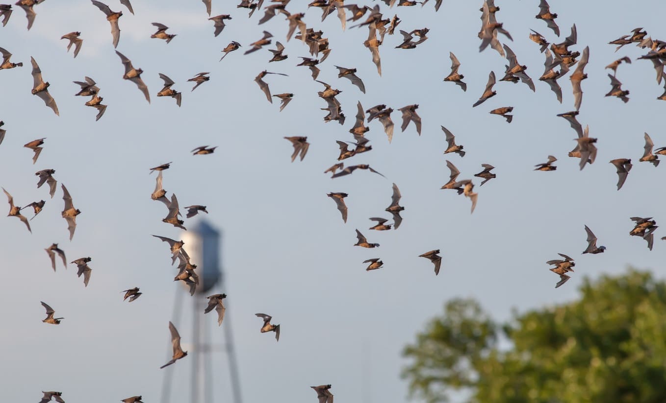 Bats in Round Rock texas