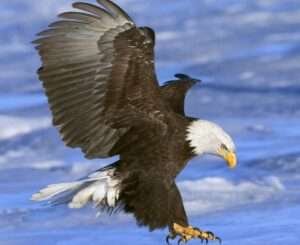 Screaming Eagle at Lake Guntersville